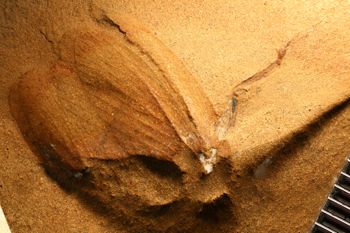 Media type: image;   Entomology PALE-225